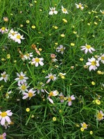 Coreopsis rosea Tickseed, Pink, #1