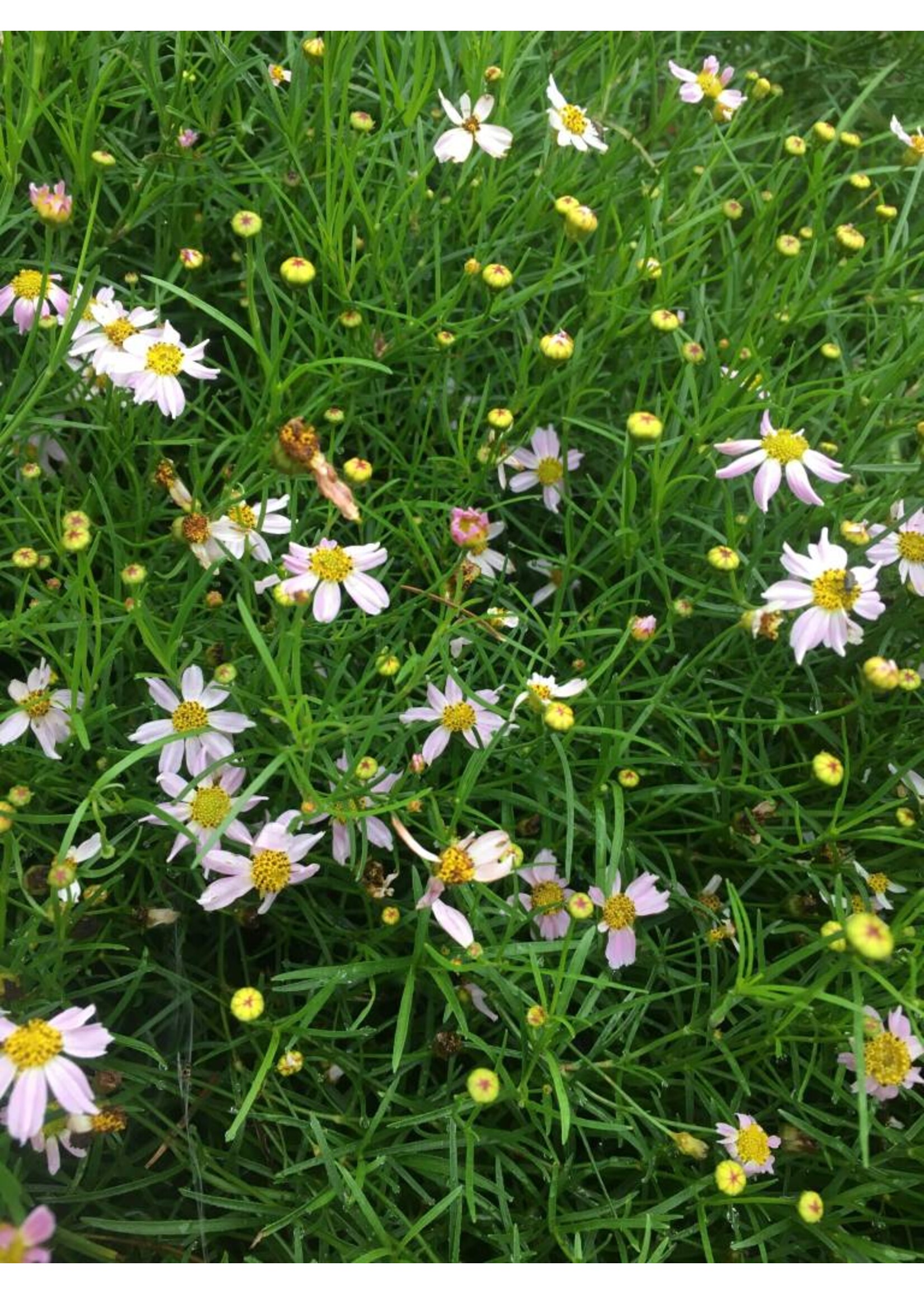 Coreopsis rosea Tickseed, Pink, #1