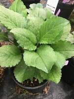 Eurybia (Aster) macrophyllus Twilight, Bigleaf Aster #1