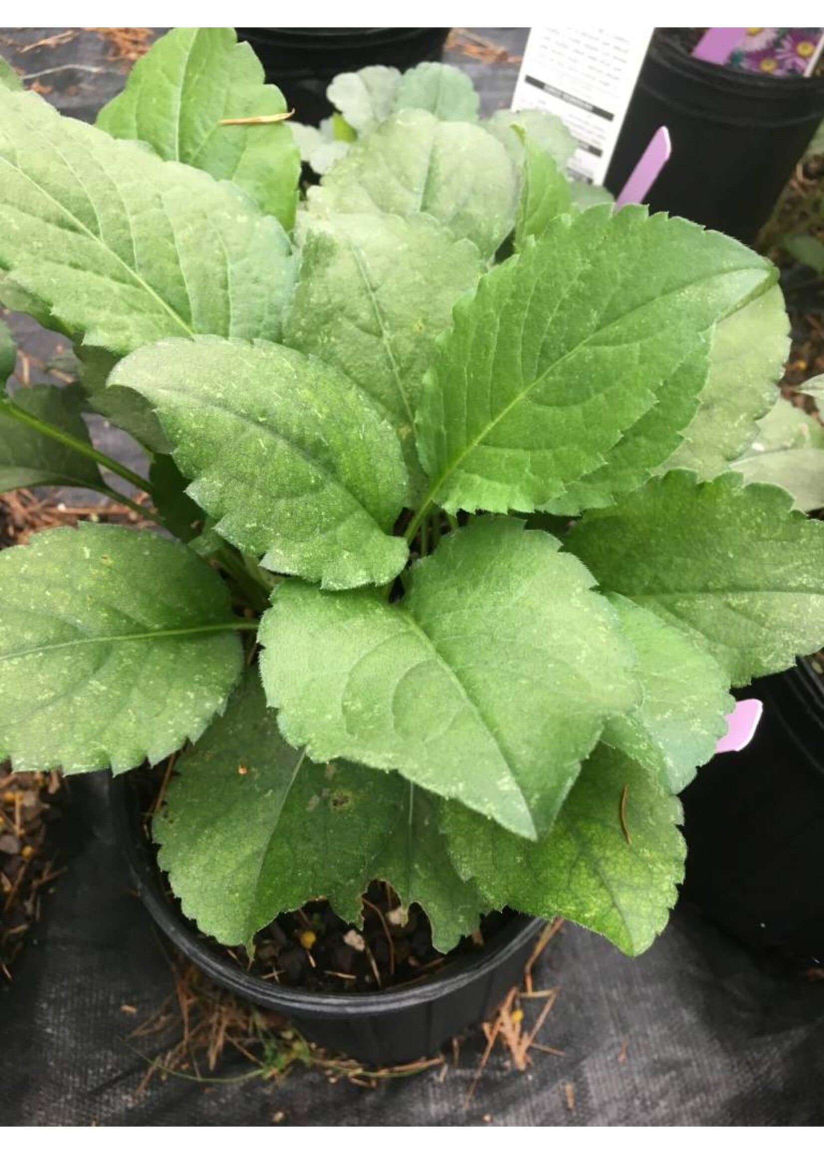 Eurybia (Aster) macrophyllus Twilight, Bigleaf Aster #1