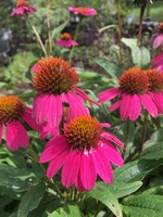 Echinacea pur. Pow Wow Wild Berry, Coneflower #1