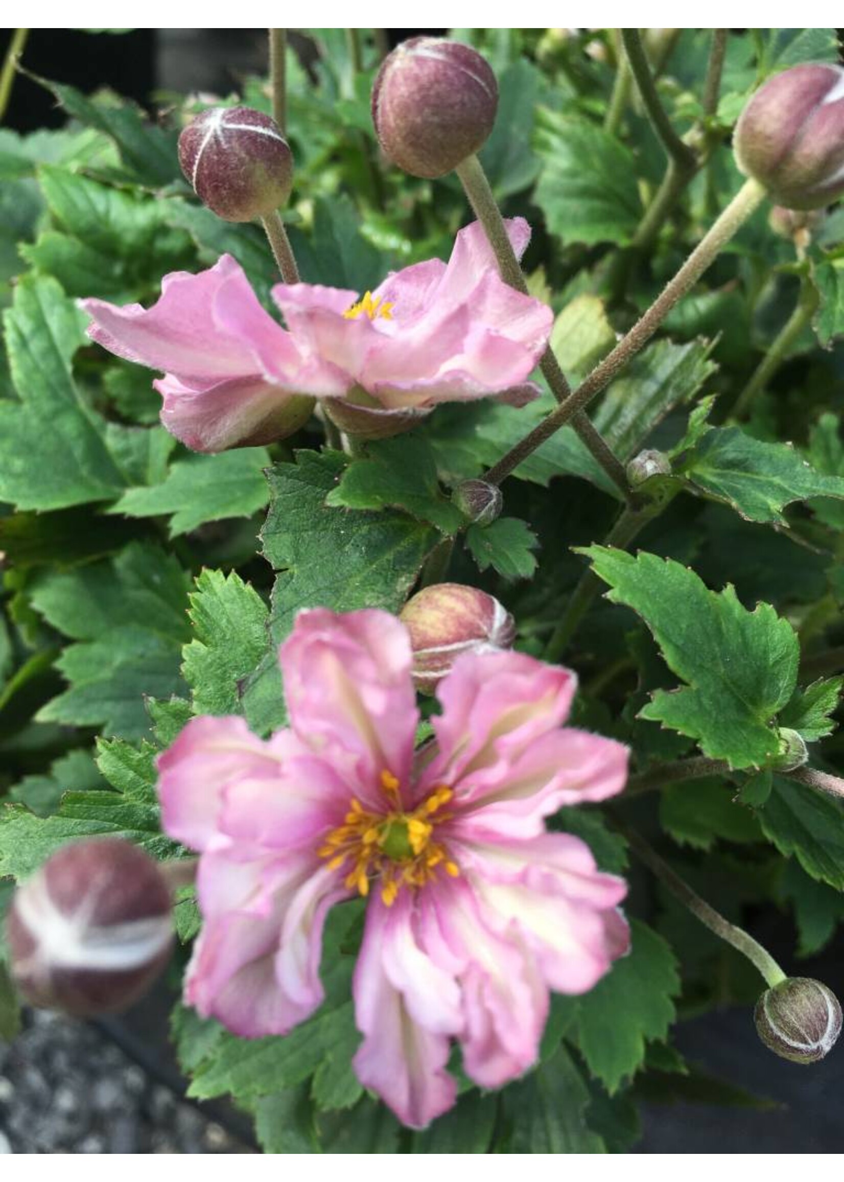 Anemone Fantasy Pocahontas Anemone, Fantasy Pocahontas, #1