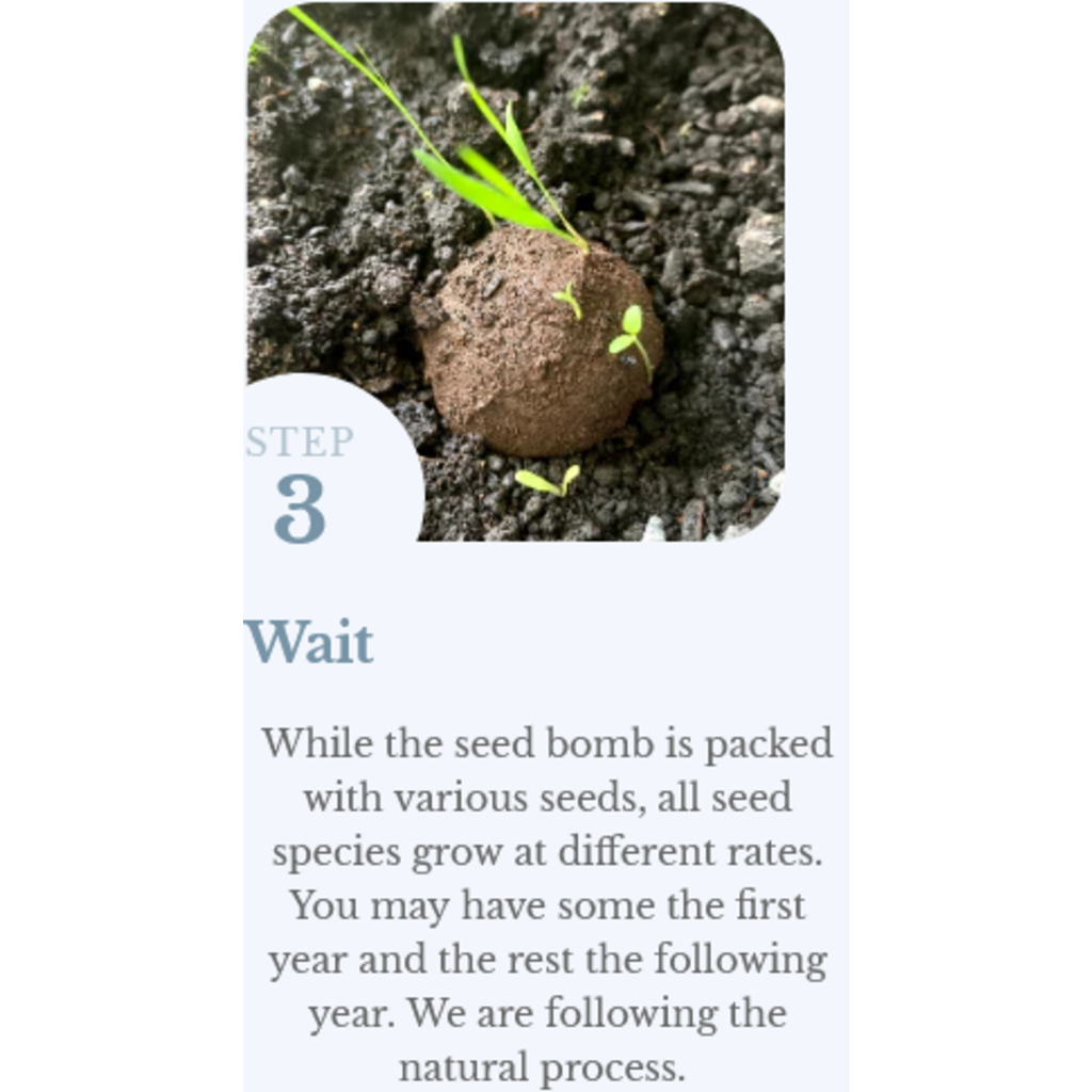 Zen in the Shade | Seed Bombs by Radical Roots Package of 4