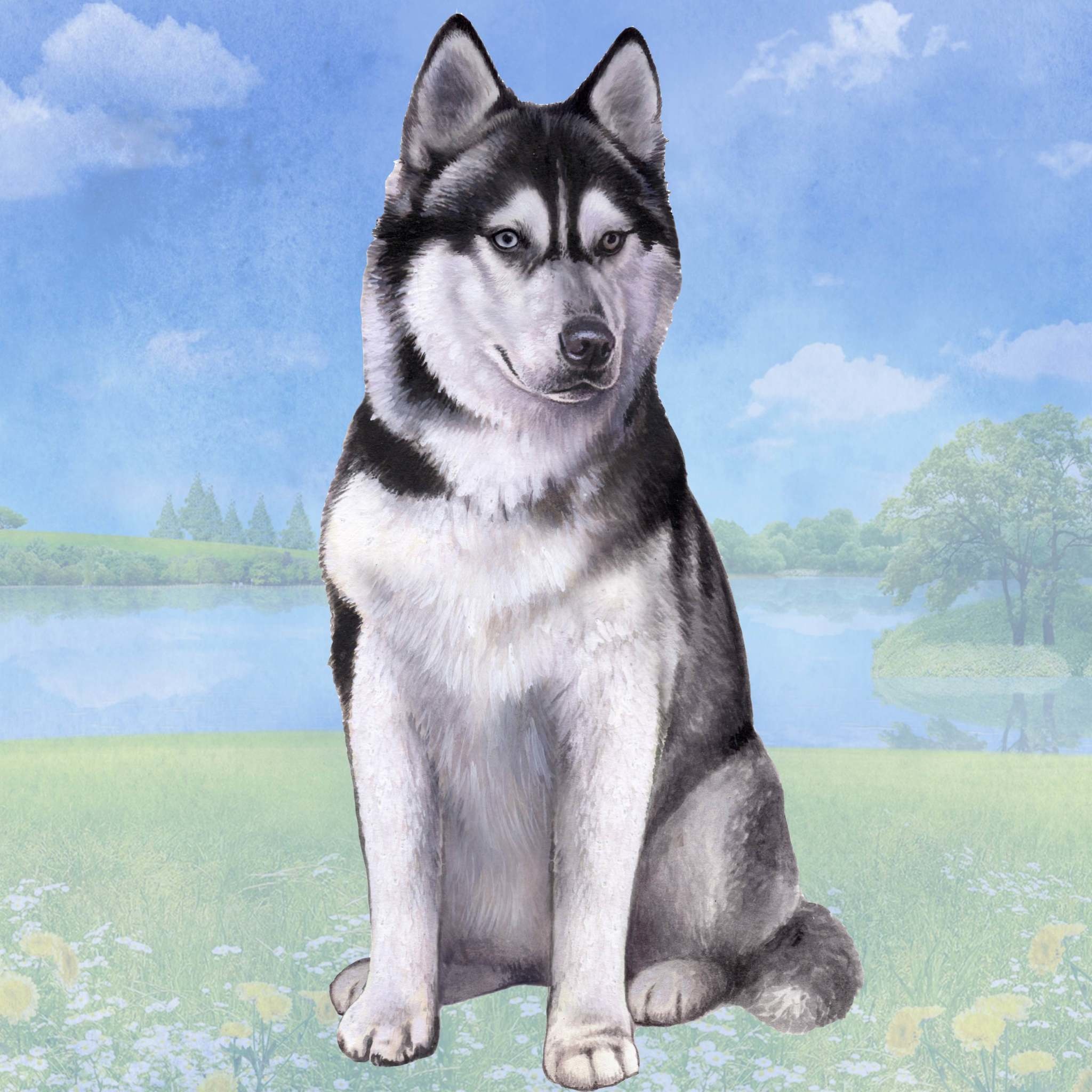 husky jibbitz