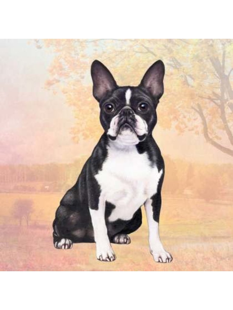 boston terrier jibbitz