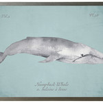 Grey Humpback Whale on spa background 10X8