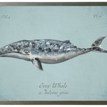 Grey Whale on spa background 10X8