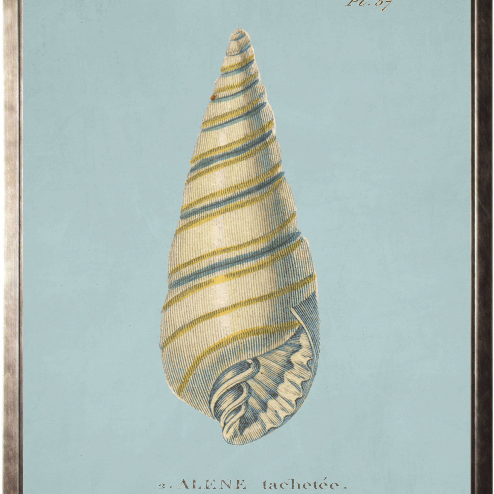 Plate 37 Seashell on spa background 18X24