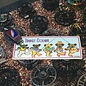 Trout Color Dancing Bear Sticker