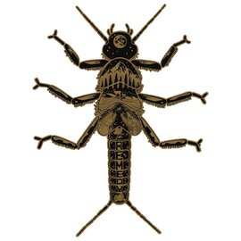 Nate Kearns Golden Stonefly
