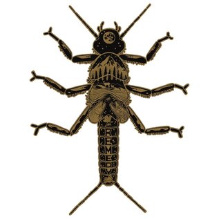 Nate Kearns Golden Stonefly