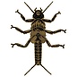 Nate Kearns Golden Stonefly