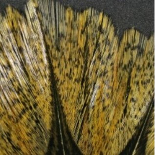 Hareline Dubbin Coq De Leon Feathers -