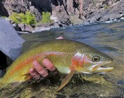 Fly Fishing Seasons