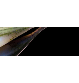 Lunker City Fishing Specialties Fin Shad 1.75" Smelt #116