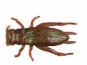 sports specialist GULP ALIVE CRICKET 1" GREEN BERKLEY