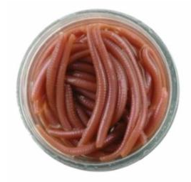 sports specialist GULP ALIVE JAR ANGLE WORM NAT. GAJAW-NAT