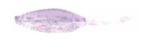 sports specialist Panfish Assassin 1.5" Opening Night Tiny Shad