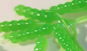 Thump'Em Wax Wiggler 1" Flo. Green*/
