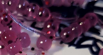 Thump'Em Wax Wiggler 1" Pe. Blood June*/