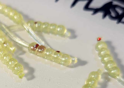 Thump'Em Wax Wiggler 1" Pearly Fire Treuse*/