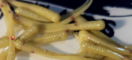 Thump'Em Wax Wiggler 1" Quick Sand*/