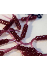 Thump'Em Wax Wiggler 1" Skarlet's Blood