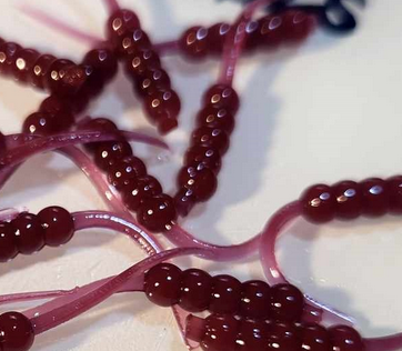 Thump'Em Wax Wiggler 1" Skarlet's Blood 20*/
