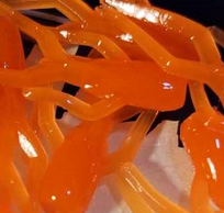Thump'Em Wax Wiggler 1.35" Flo. Orange*/