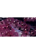 Thump'Em Wax Wiggler 1.35" Pep. Blood June