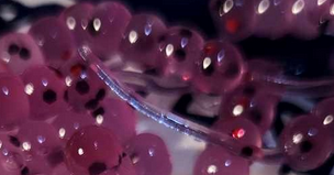 Thump'Em Wax Wiggler 1.35" Pep. Blood June*/