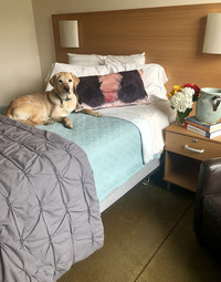 guide dogs for the blind gift shop