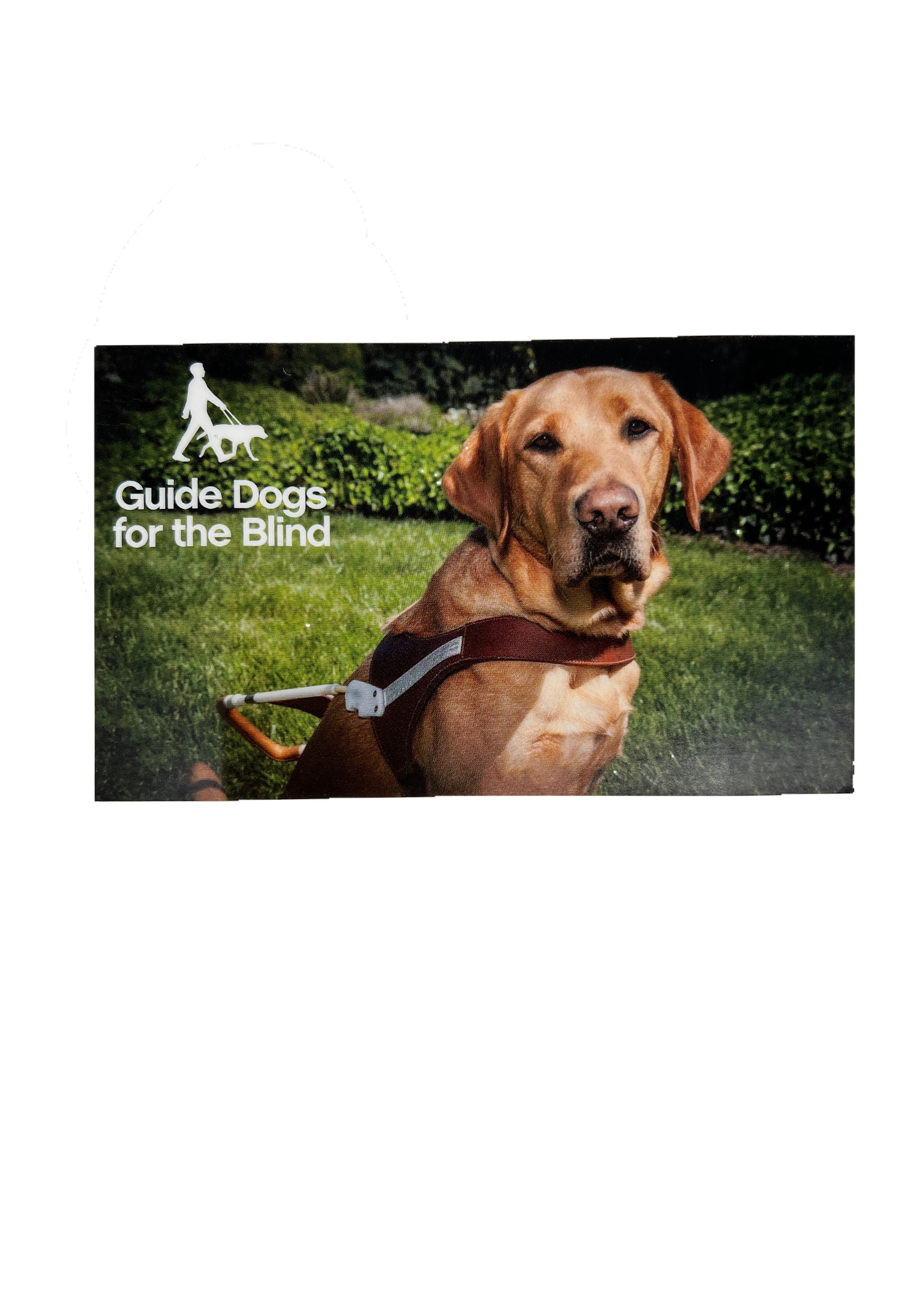 Dog Harnesses - A Complete Shoppers Guide
