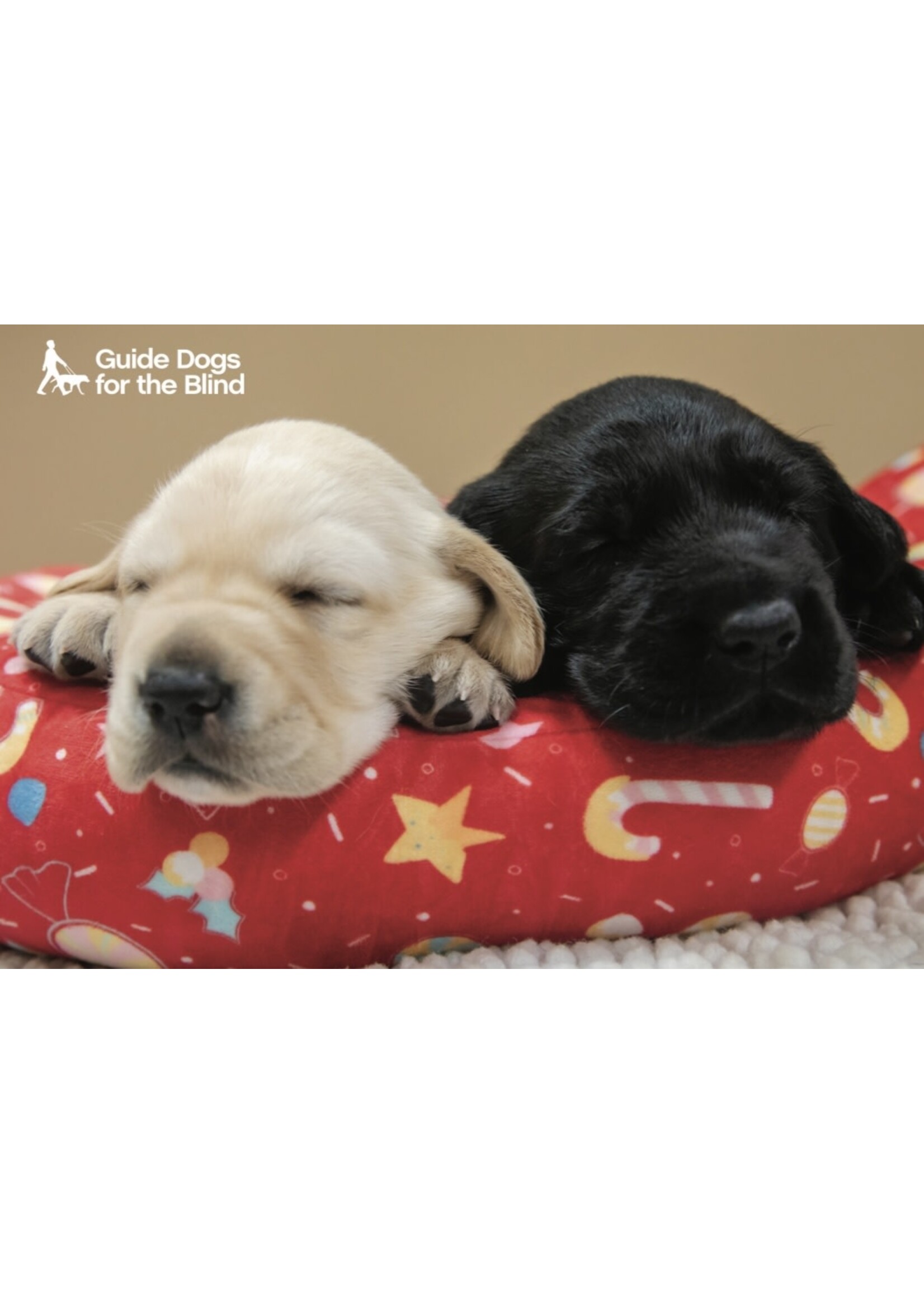 Holiday Cards- Sleeping Pups  (10 pk with envelopes)