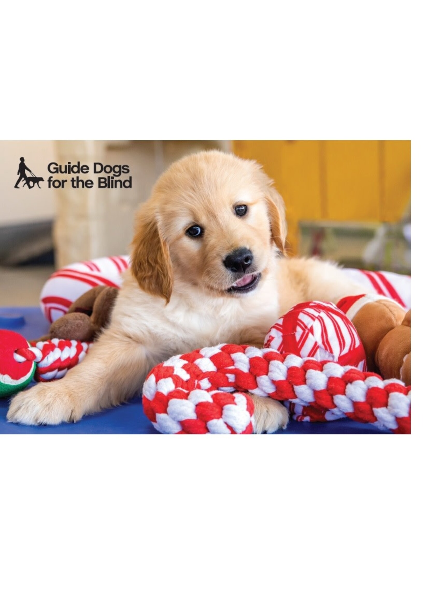 Holiday Card - Pup with toys  (10 pk with envelopes)