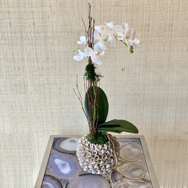 MH Preserved Arrangement - White Phal Orchid in Barnacle Vase - 9x9x20