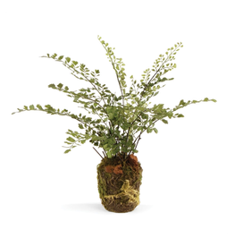 Floral - Maidenhair Drop in -  13"