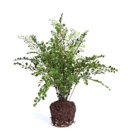 Floral - Maidenhair Drop in -  18"