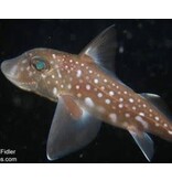 SOLD  Indigenous Art Ratfish Mask