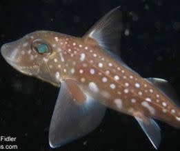 SOLD  Indigenous Art Ratfish Mask