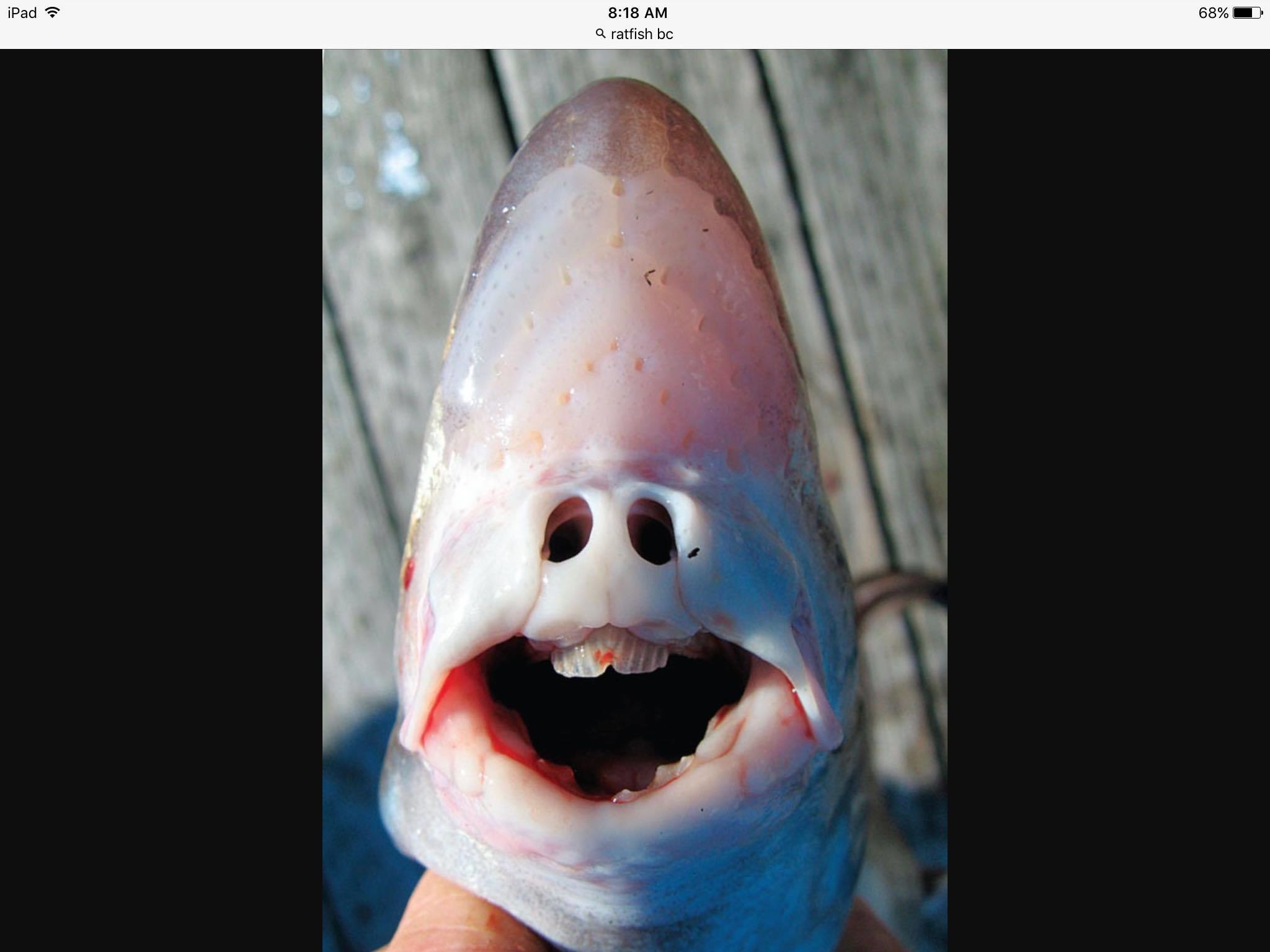 SOLD  Indigenous Art Ratfish Mask