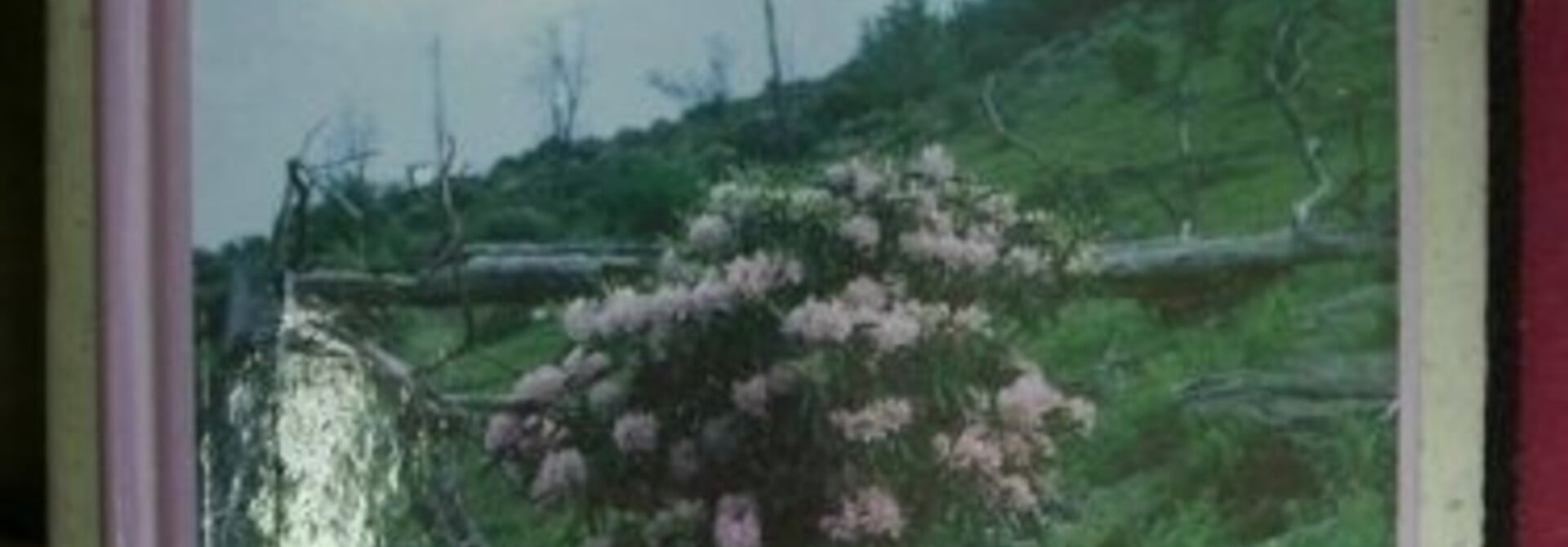 The Appalachian Renaissance at Berea College 1944-1994 by Best, Bill