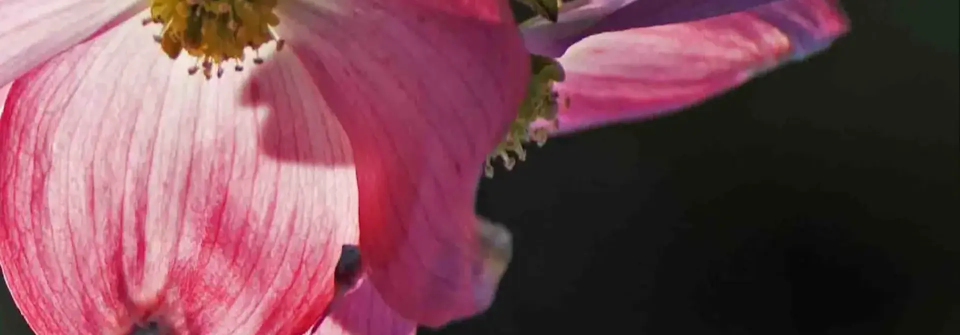 For Your Good Heath Drink Flowers by Libby Falk Jones