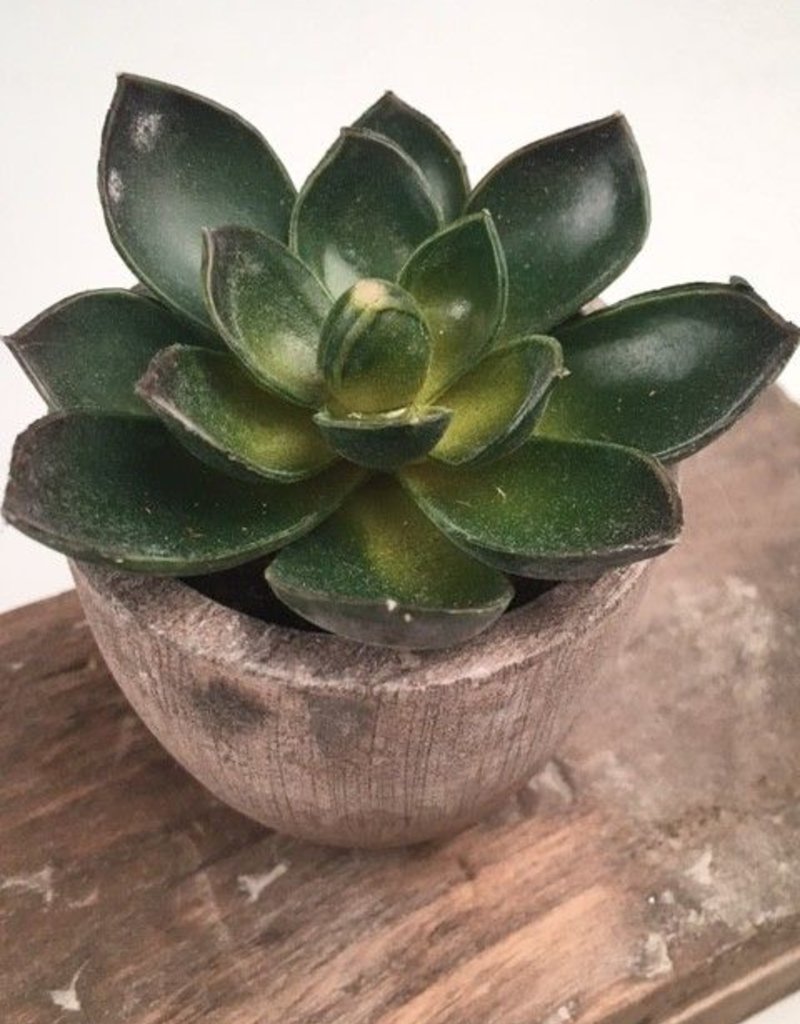 KALALOU Mini Succulent -