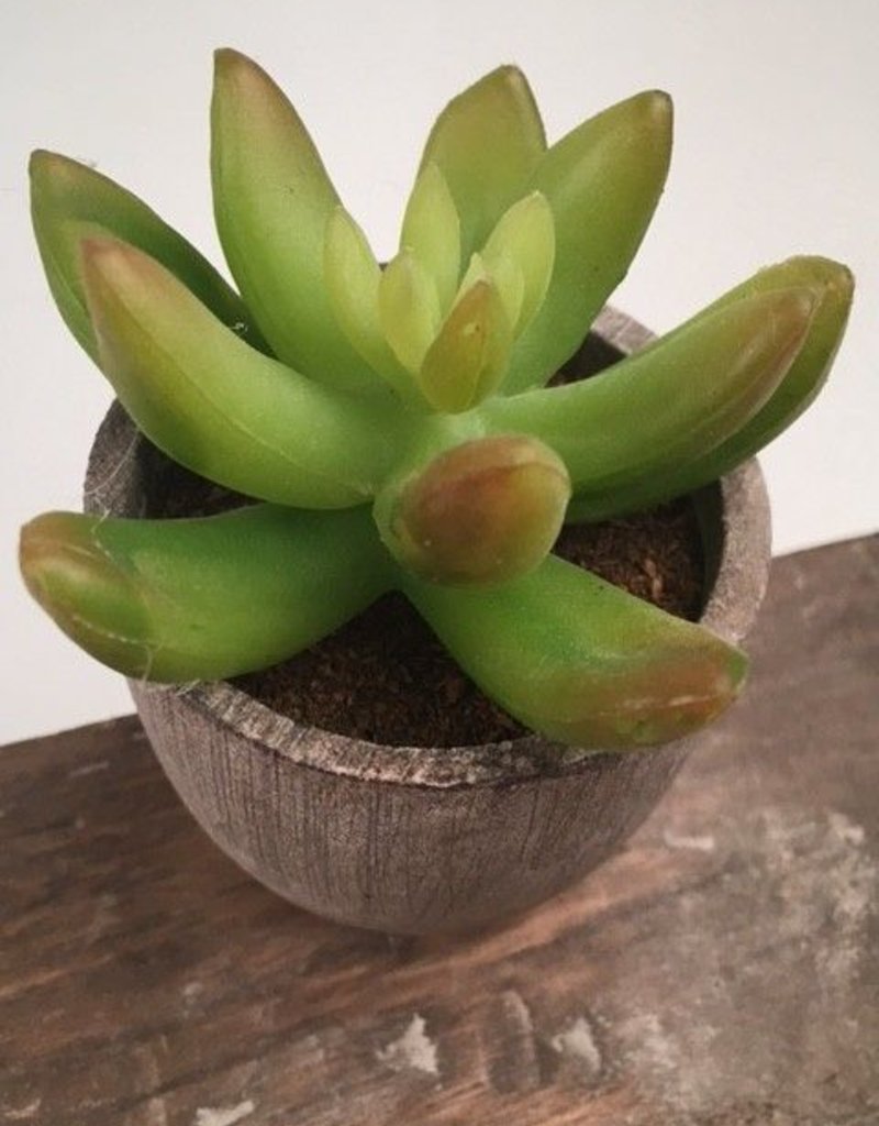 KALALOU Mini Succulent -