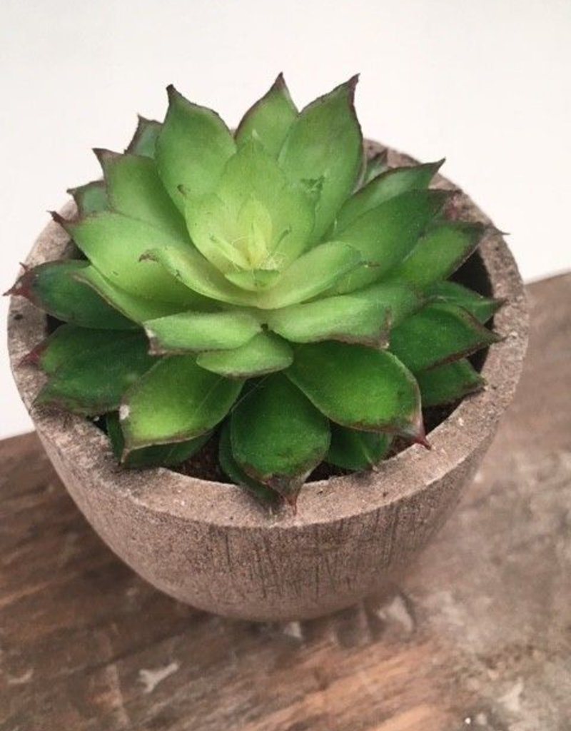 KALALOU Mini Succulent -