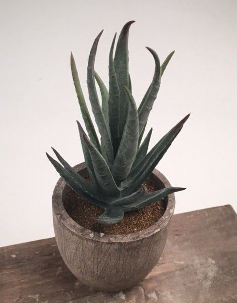 KALALOU Mini Succulent -