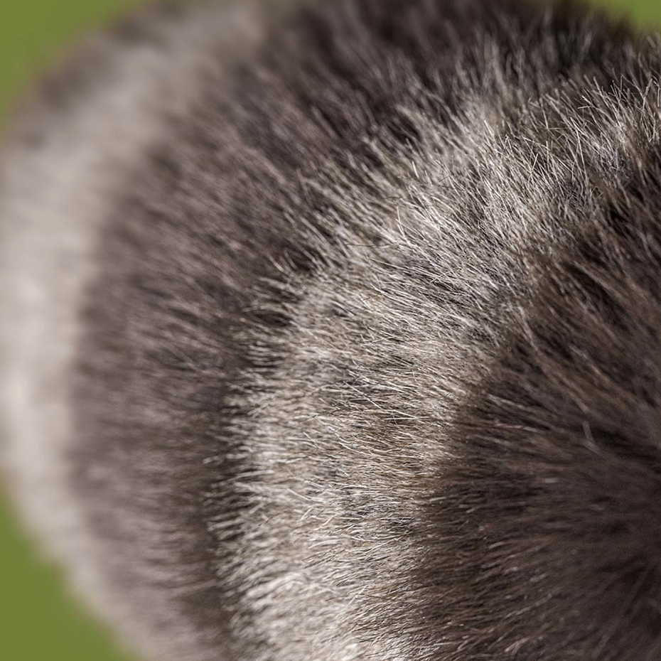 Jellycat Trixiwoo Raccoon RA3CN