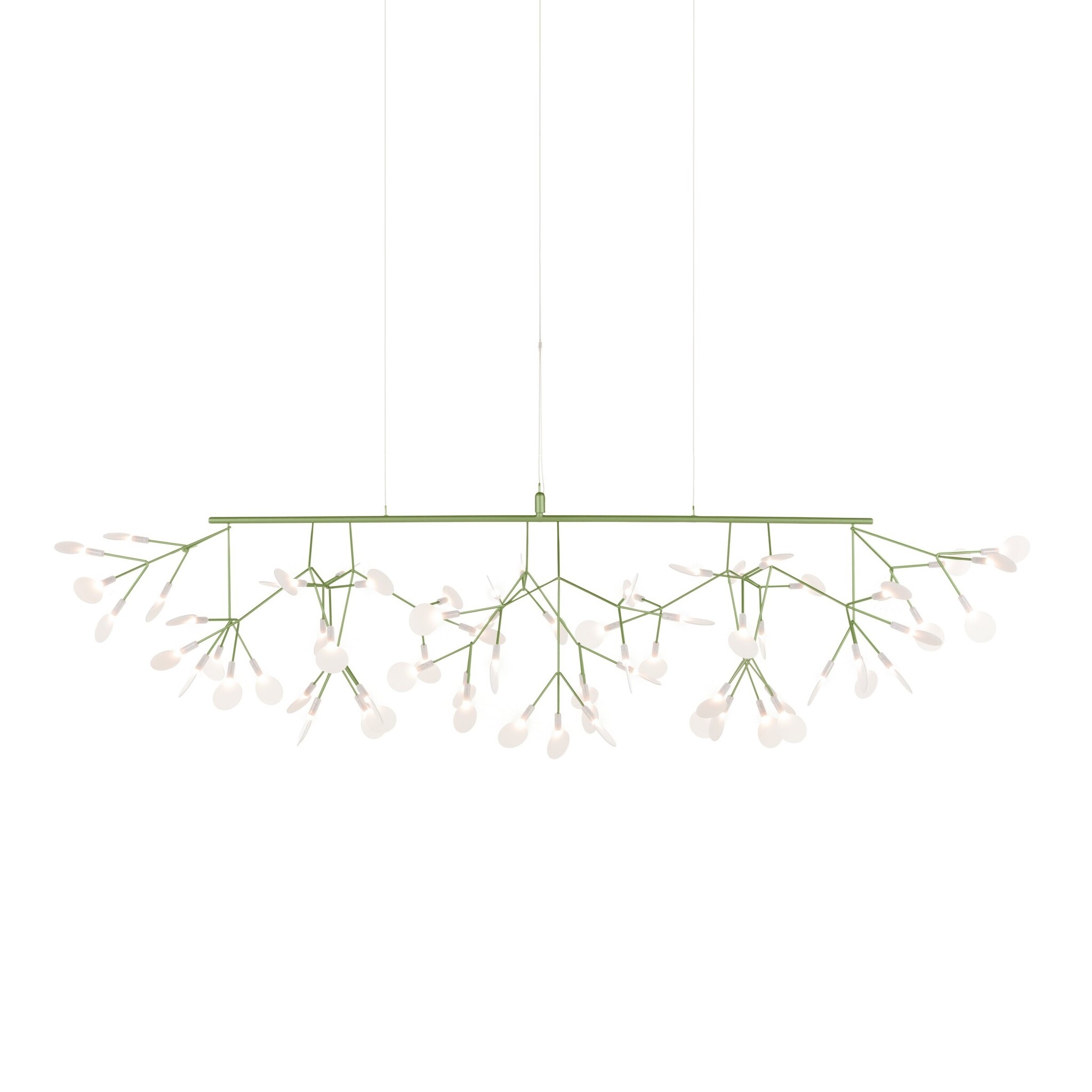 Heracleum III Linear