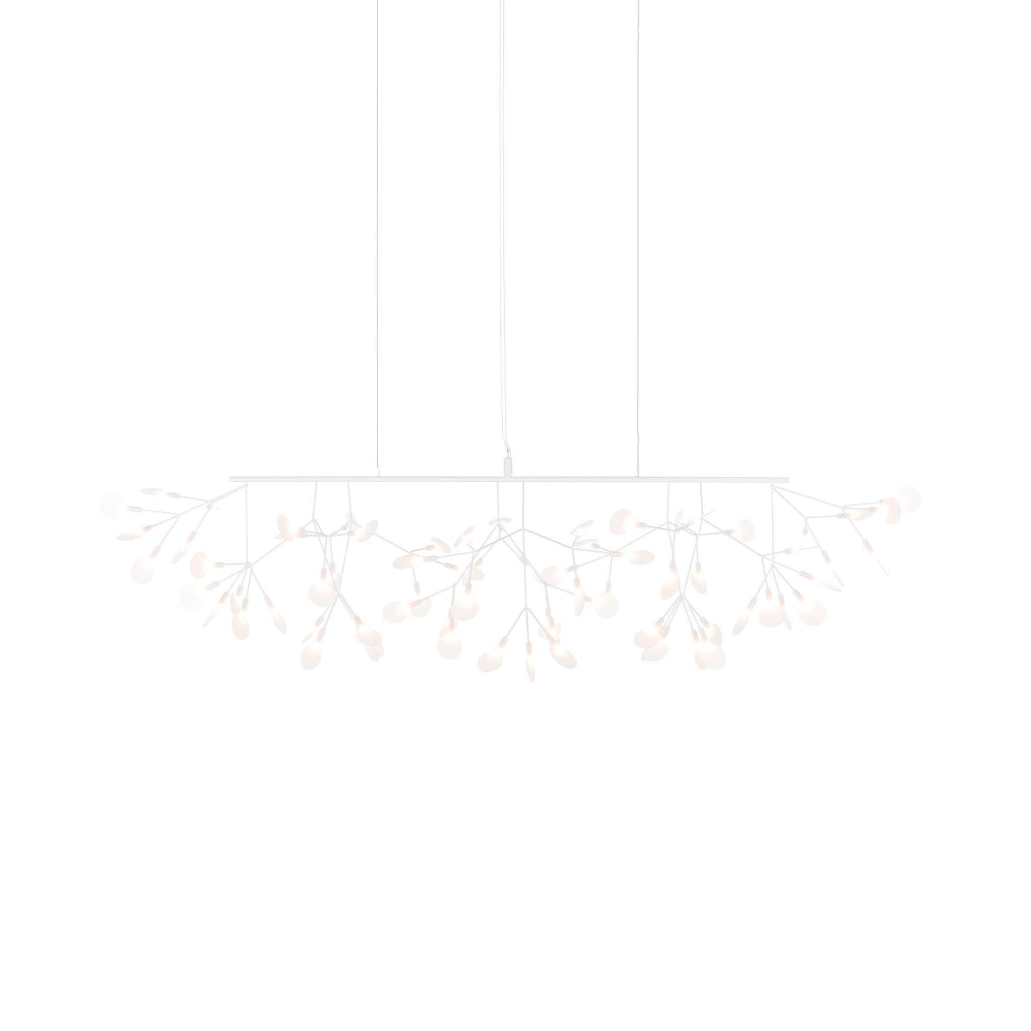 Heracleum III Linear